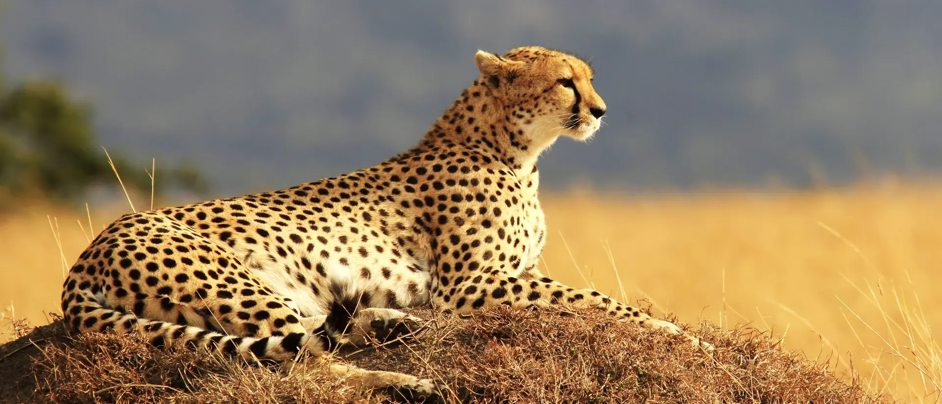 A cheetah and cub in the Masai Mara.