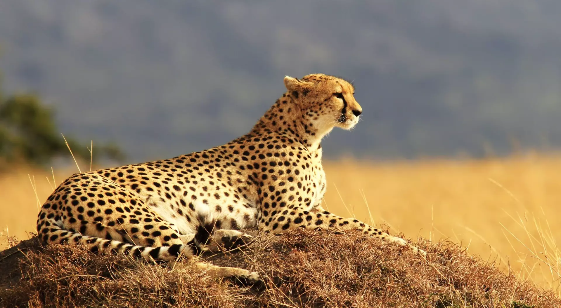 A cheetah and cub in the Masai Mara.