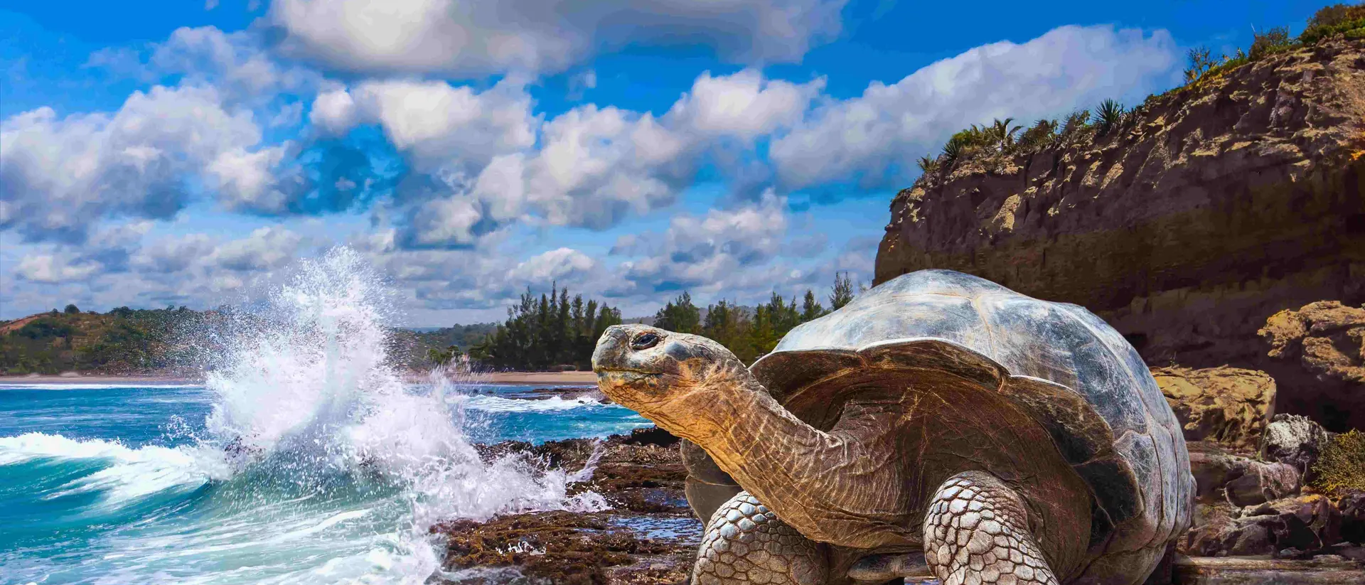 Galapagos tortoise.
