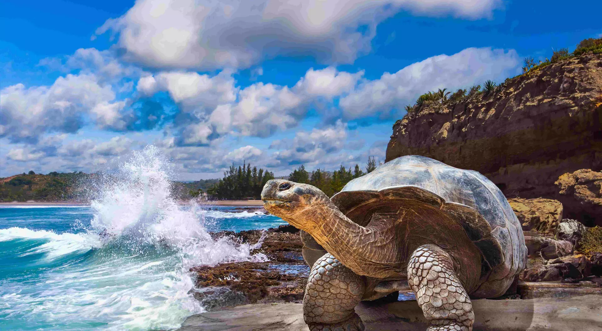 Galapagos tortoise.