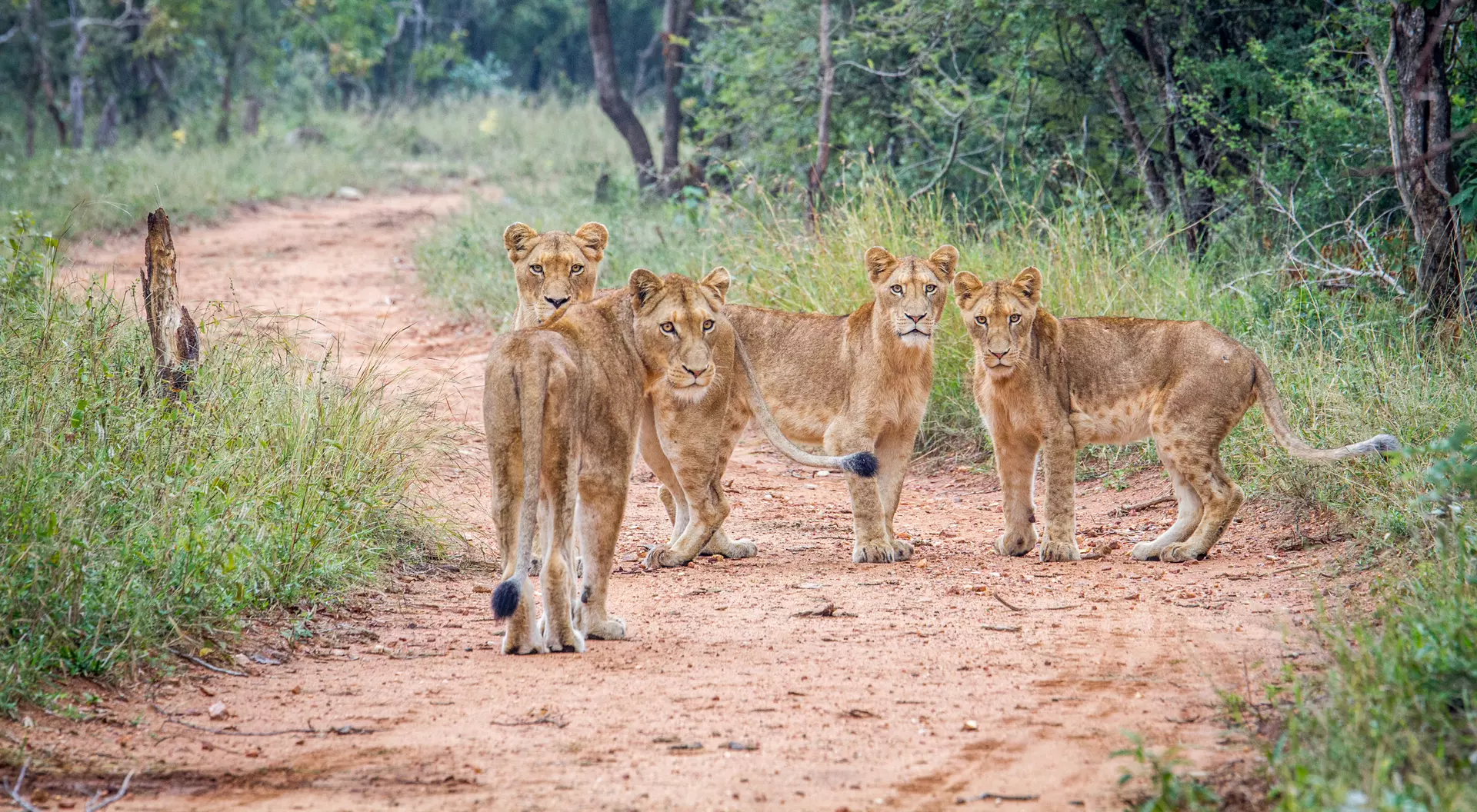 Get up close to Africa's Big 5 in the Kapama Game Reserve