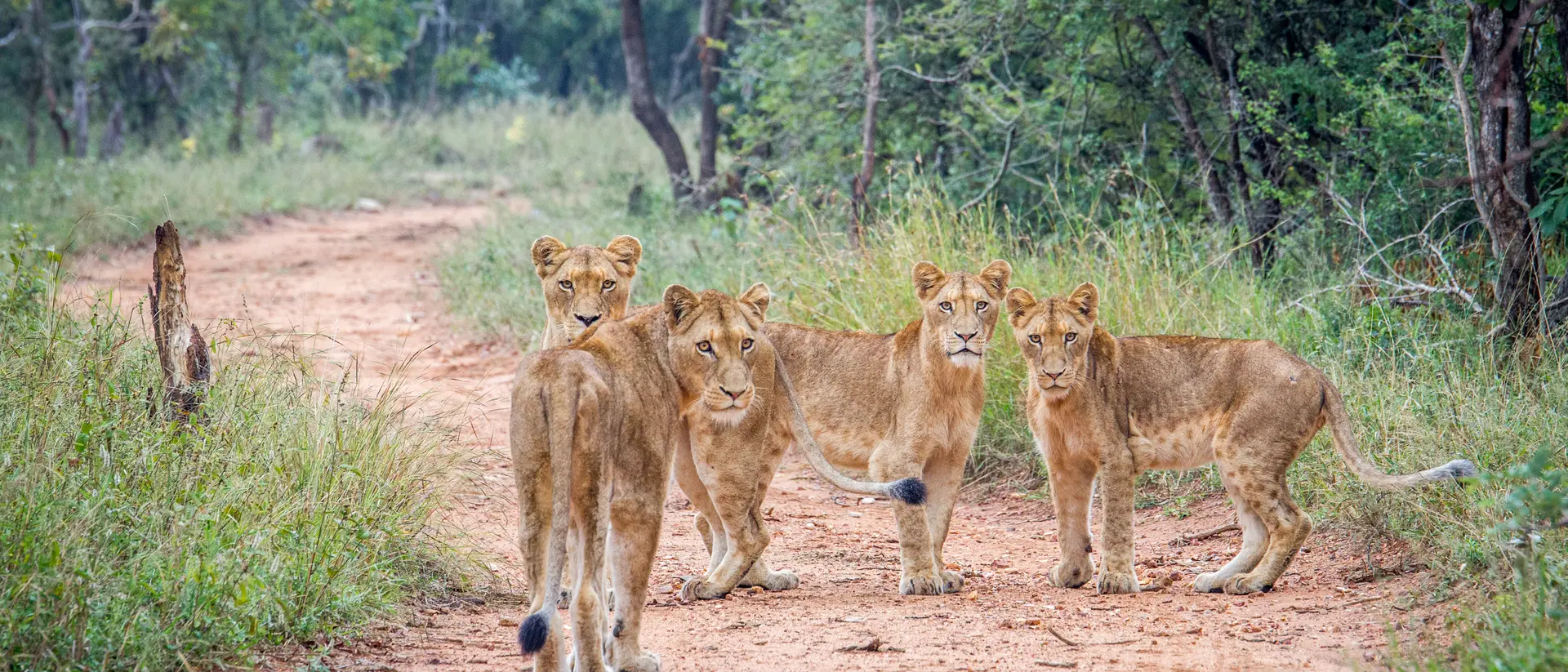 Get up close to Africa's Big 5 in the Kapama Game Reserve