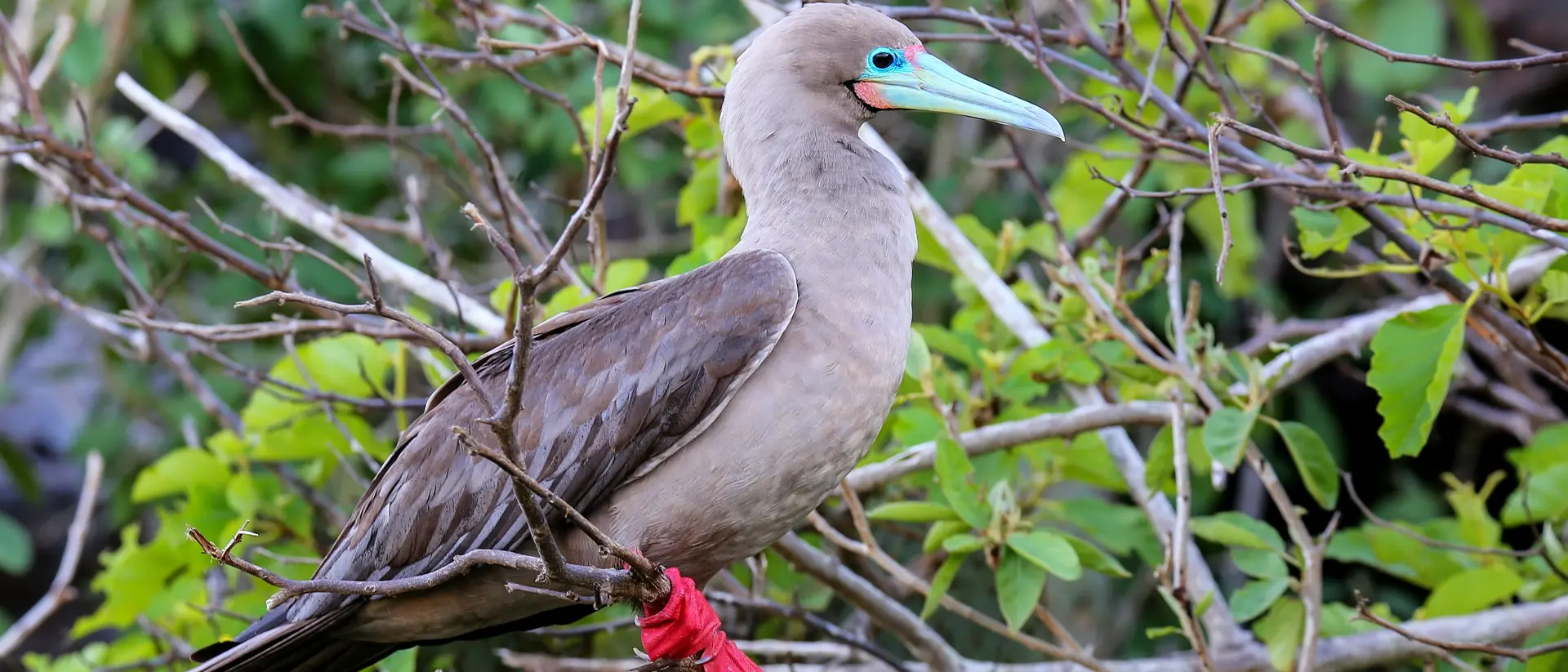 Red footed booby