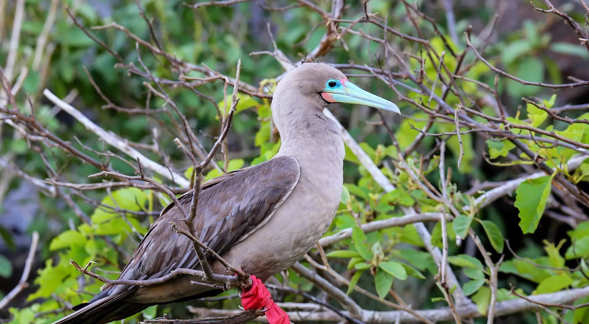 Red footed booby