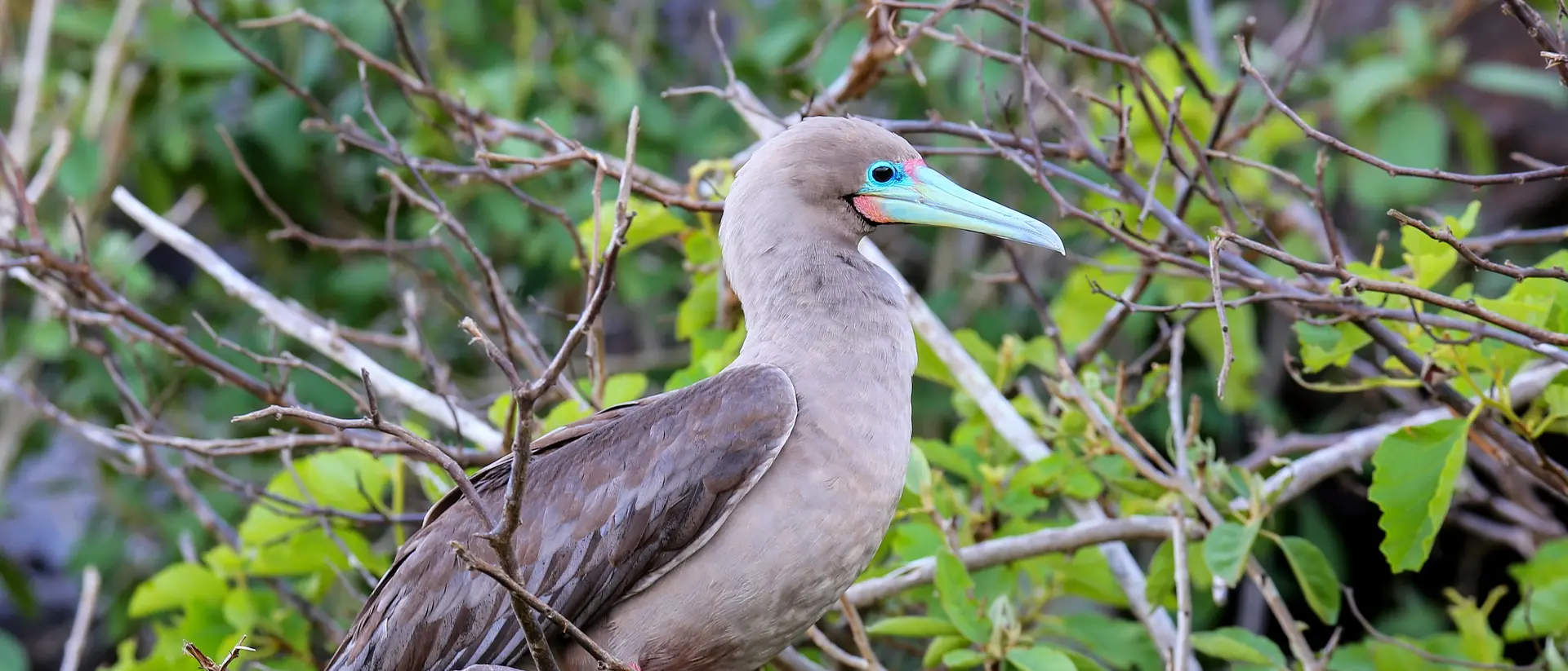 Red footed booby
