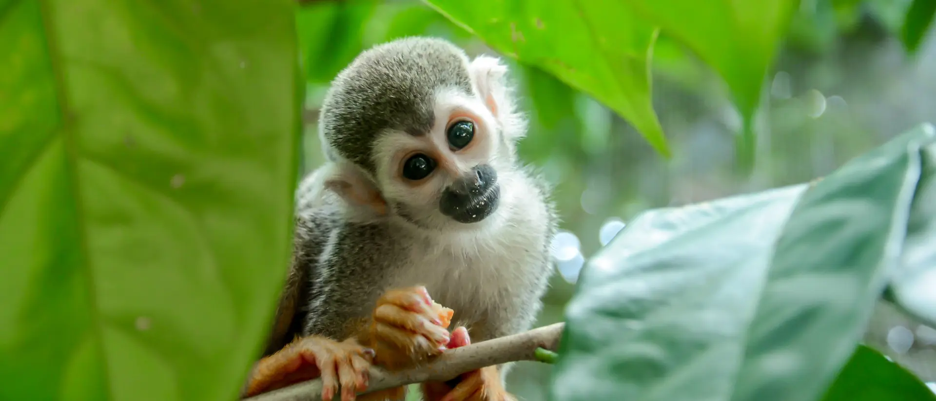 Squirrel monkey.