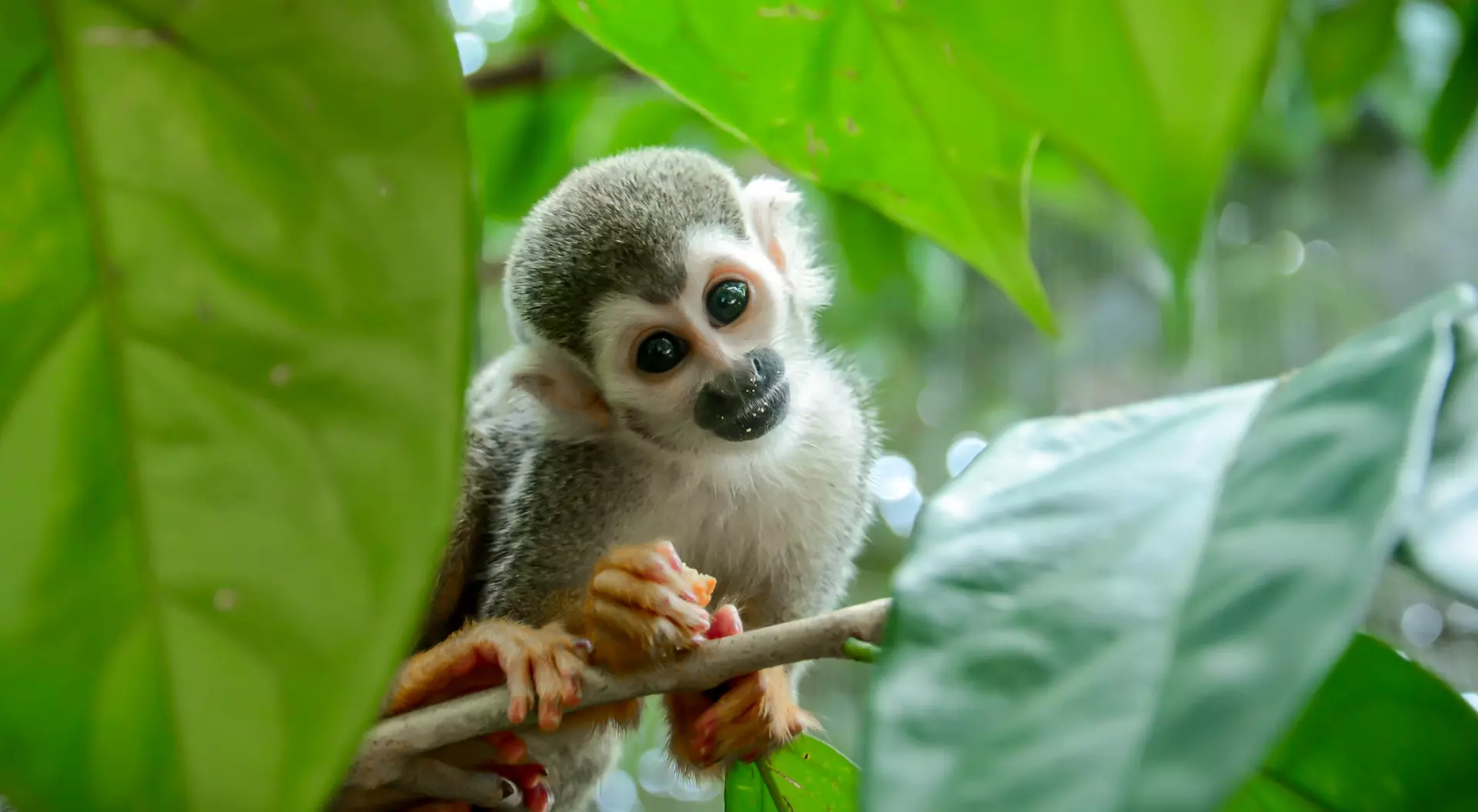 Squirrel monkey.
