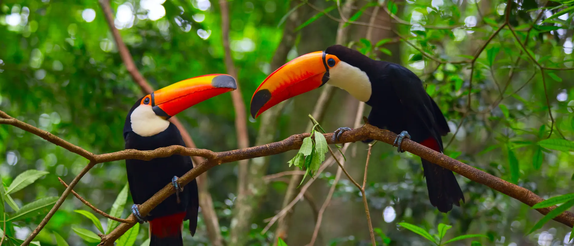 Colourful tucan in the wild