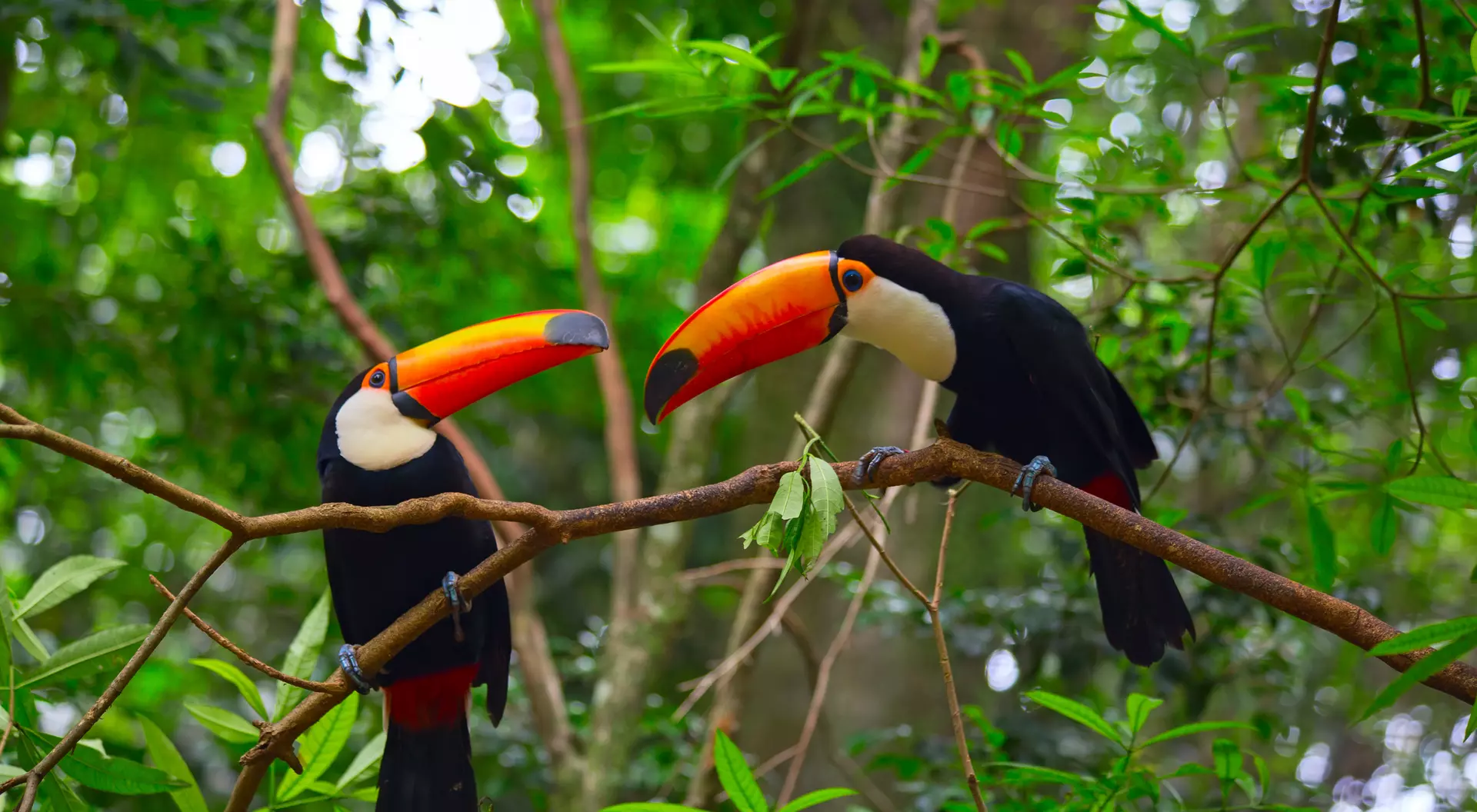 Colourful tucan in the wild