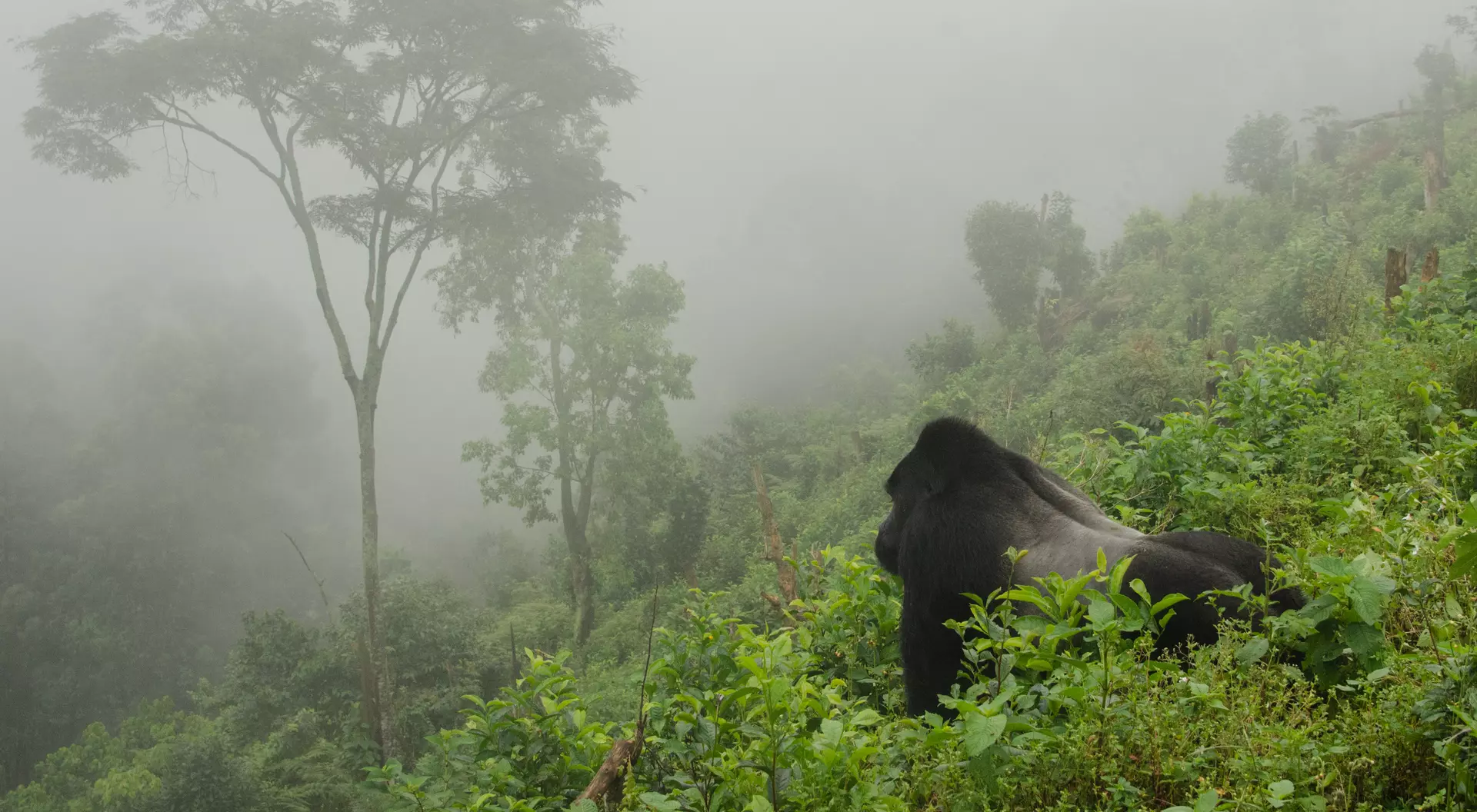 Gorilla in the Mist