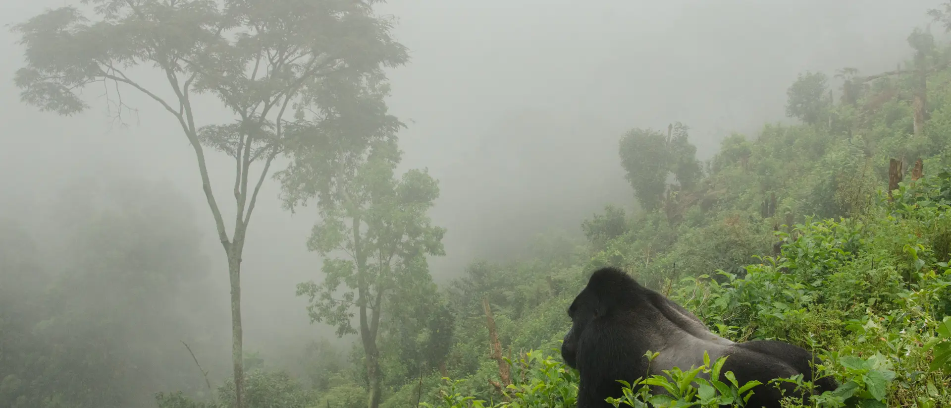 Gorilla in the Mist