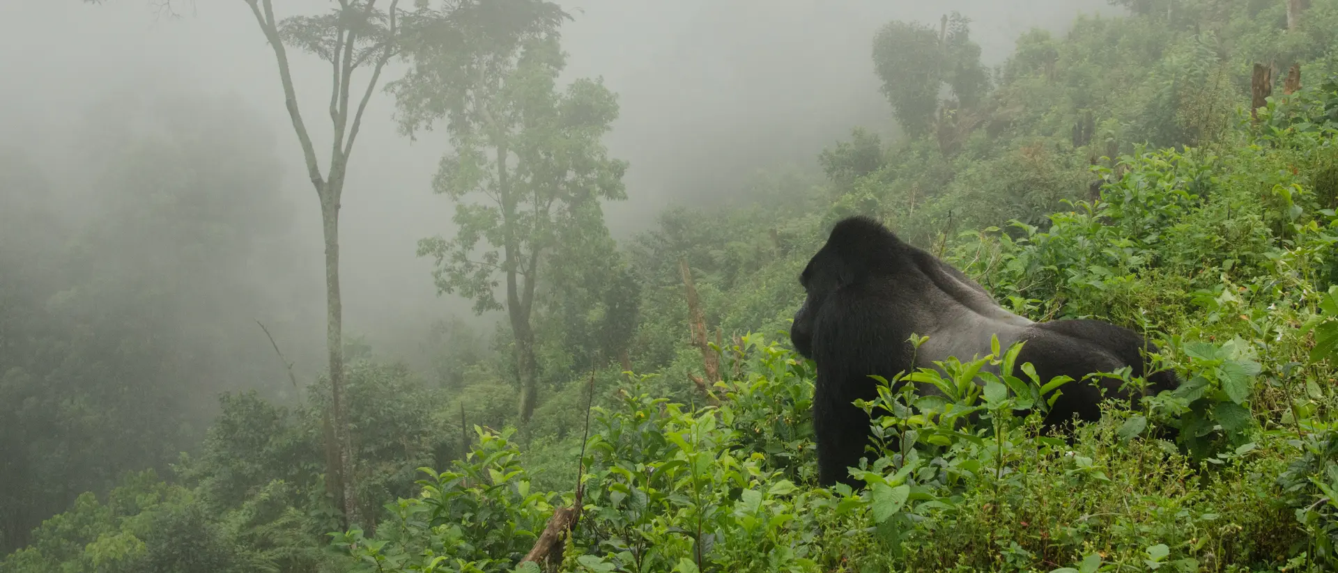 Gorilla in the Mist