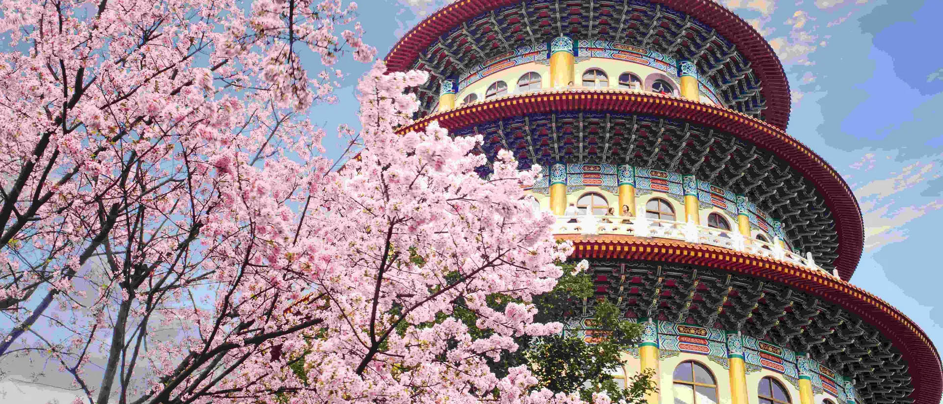 Sakura garden in Taipei, Taiwan