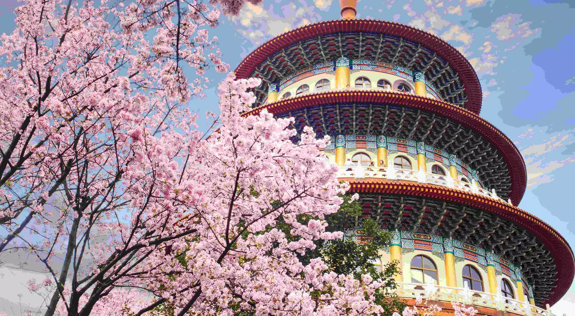 Sakura garden in Taipei, Taiwan