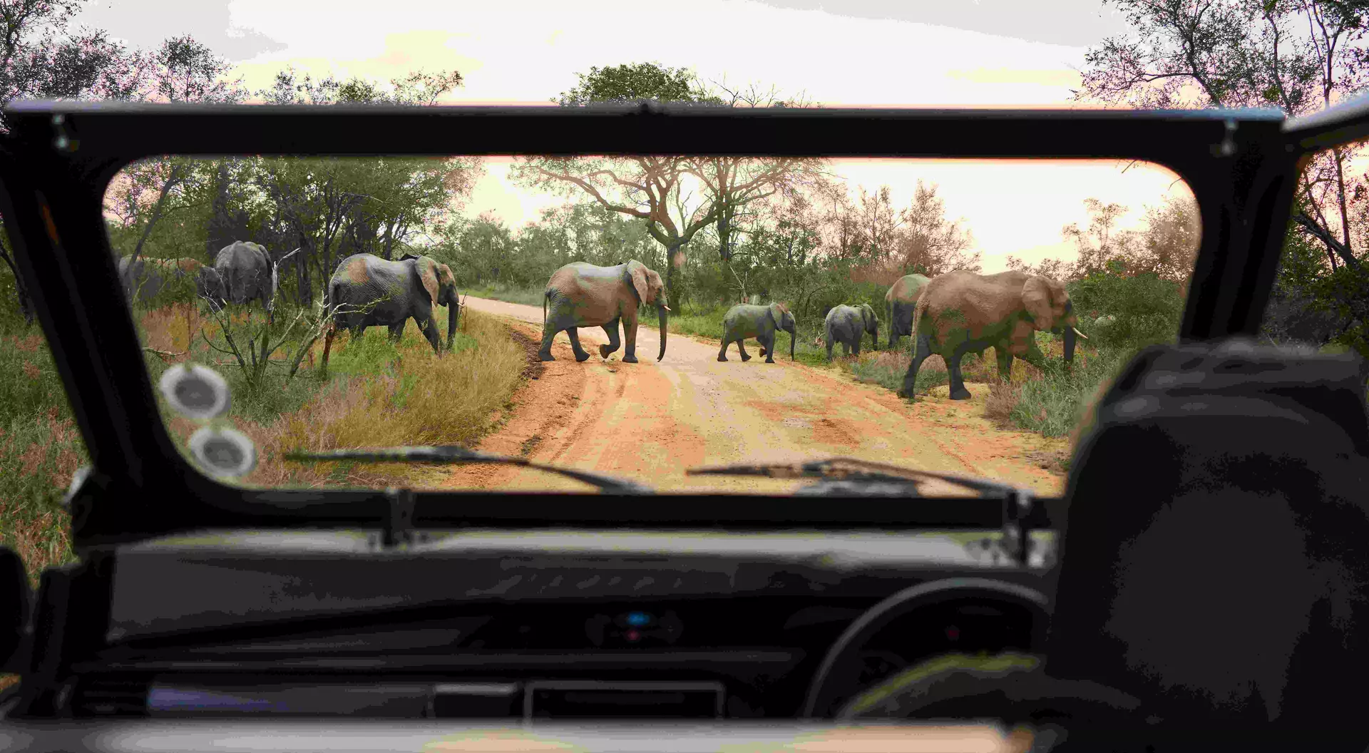 A group of elephants crossing the road in front of a safari vehicle in South Africa.