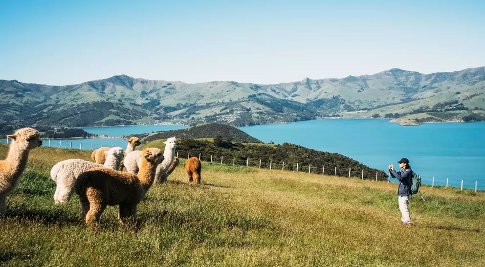 A person takes a photo of several llamas in a grassy field with a lake and hills in the background on a clear day.