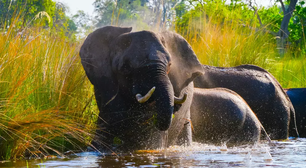 Elephants in Okavango Delta