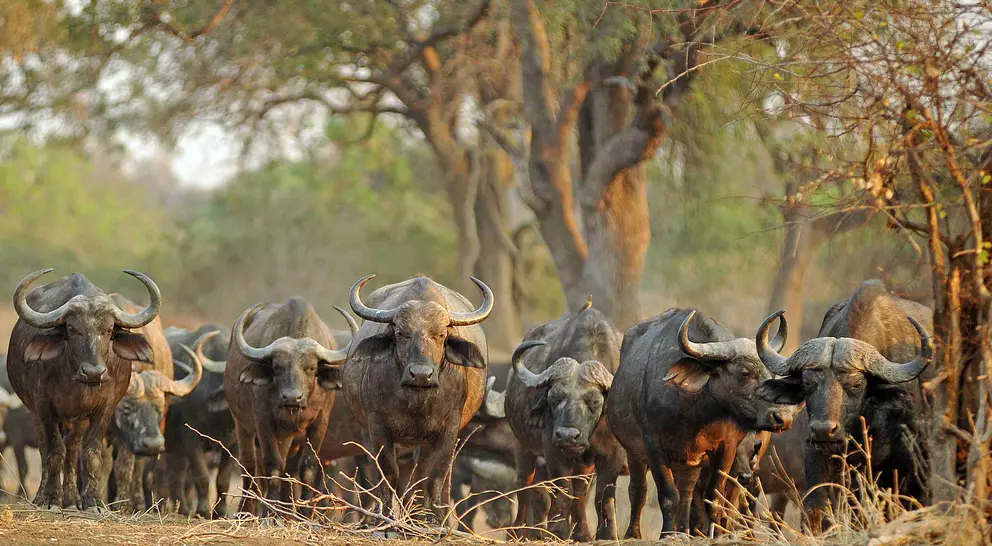 Heard of buffalo walking towards camera