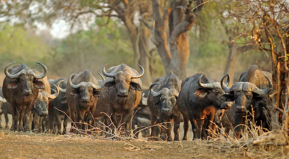 Heard of buffalo walking towards camera