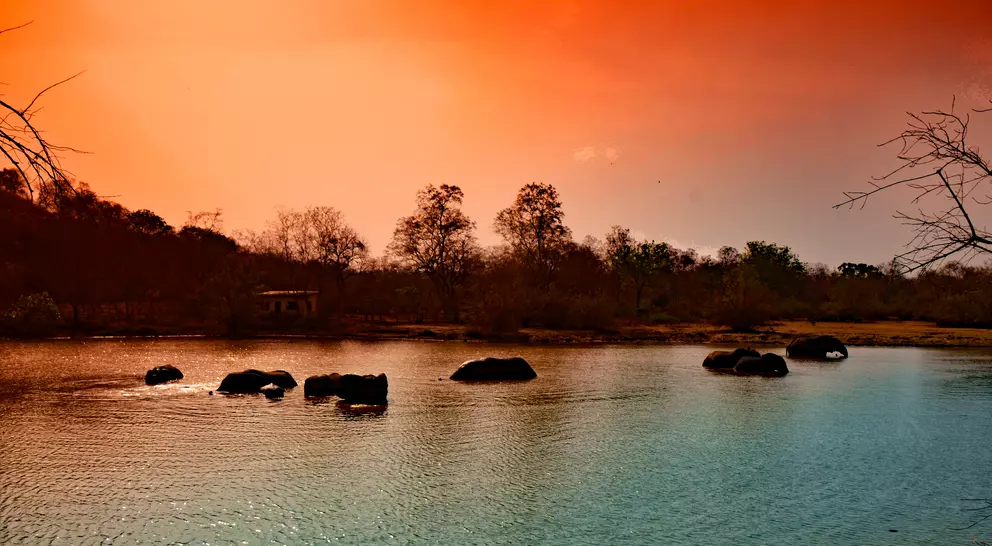 Elephants crossing river in Mole National Park