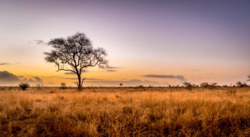 Sunrise over the savanna and grass fields