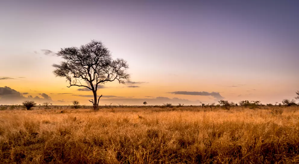 Sunrise over the savanna and grass fields