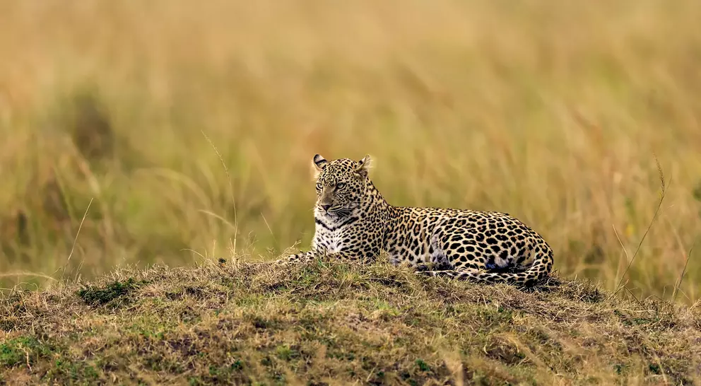 The African leopard in the Moremi Game Reserve