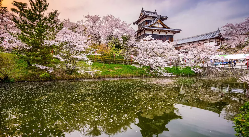 Koriyama Castle during the Spring with pink Cherry Blossom flowers