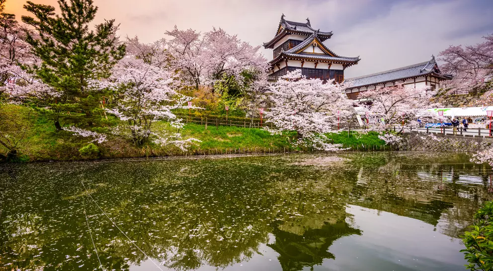 Koriyama Castle during the Spring with pink Cherry Blossom flowers