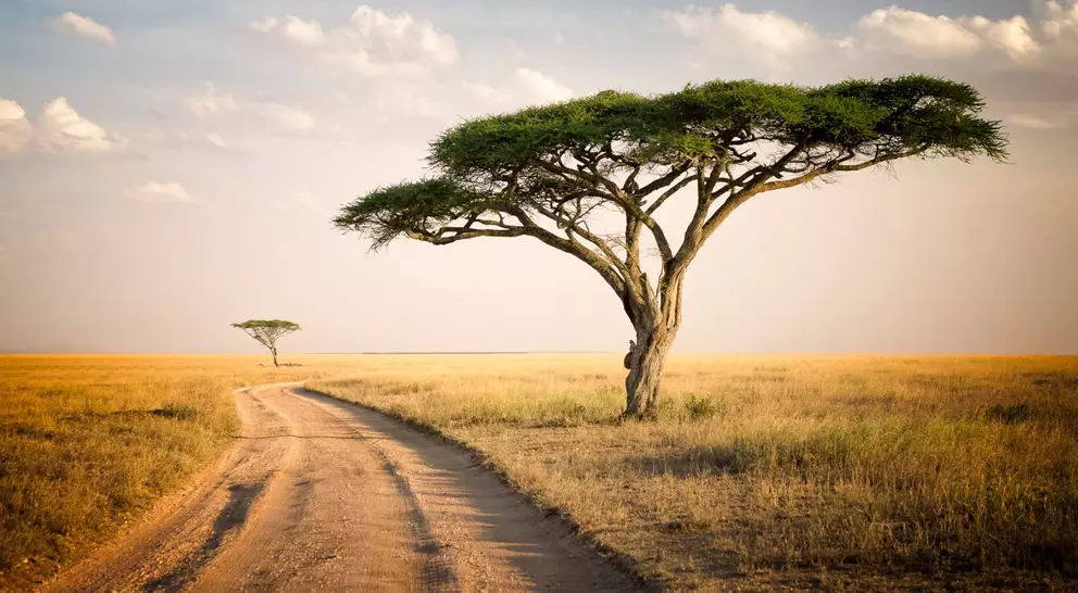 Acacia tree and the african landscape