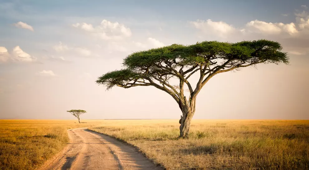 Acacia tree and the african landscape