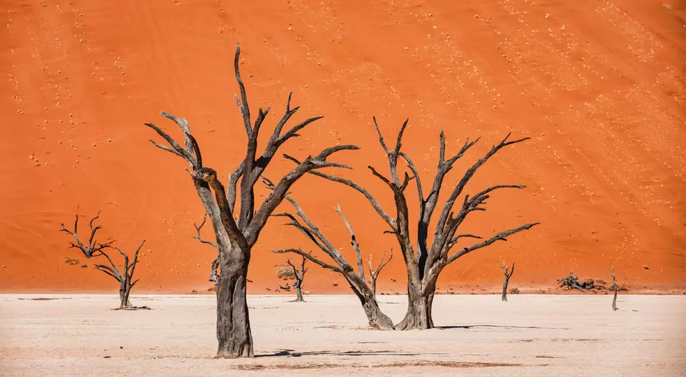 Black Dead Camelthorn Trees in dry Desert Salt Basin Landscape in front of huge orange desert sand dune