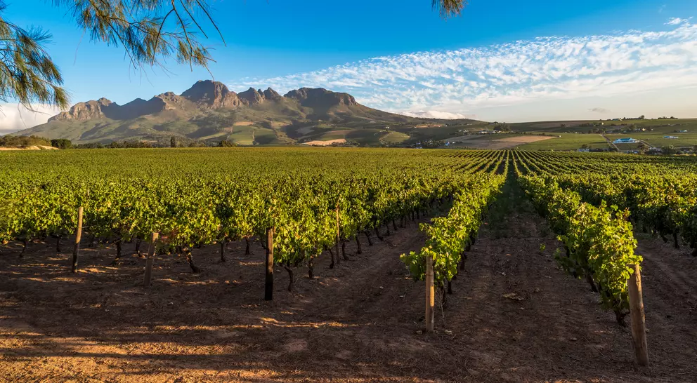 Cape Winelands