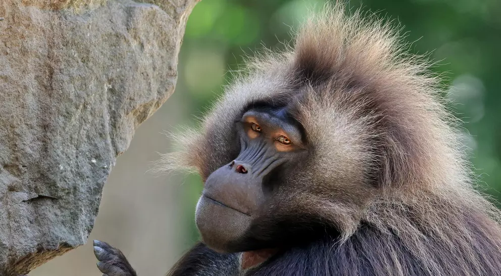 Closeup of a Gelada monkey in Ethiopia