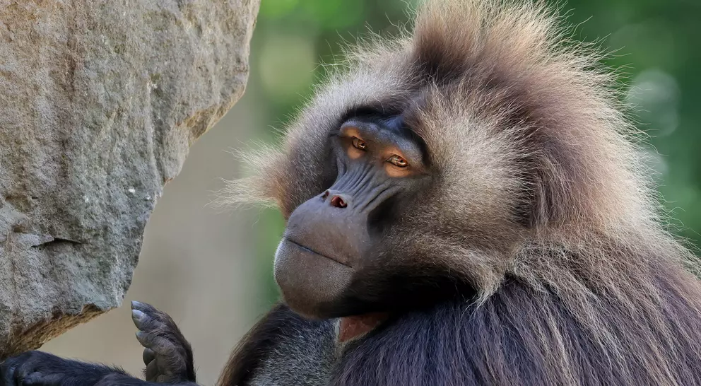 Closeup of a Gelada monkey in Ethiopia