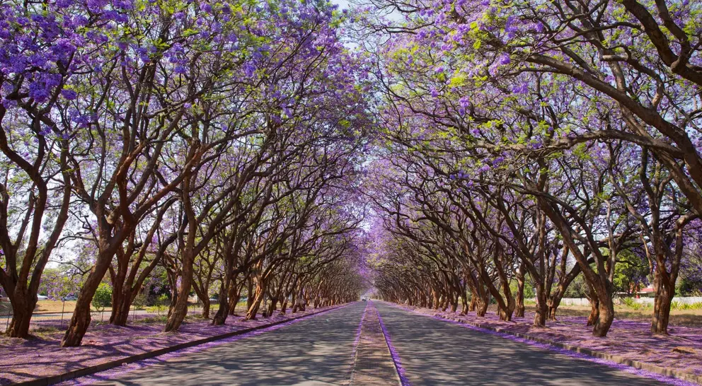 Jacaranda trees (Jacaranda mimosifolia), lining Milton Avenue