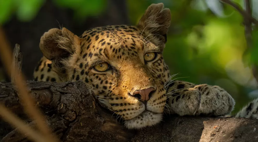 Leopard sitting in a tree in Chobe National Park - Botswana