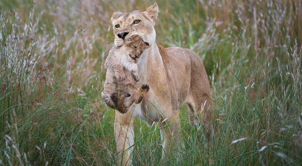 Linyanti Wildlife Reserve