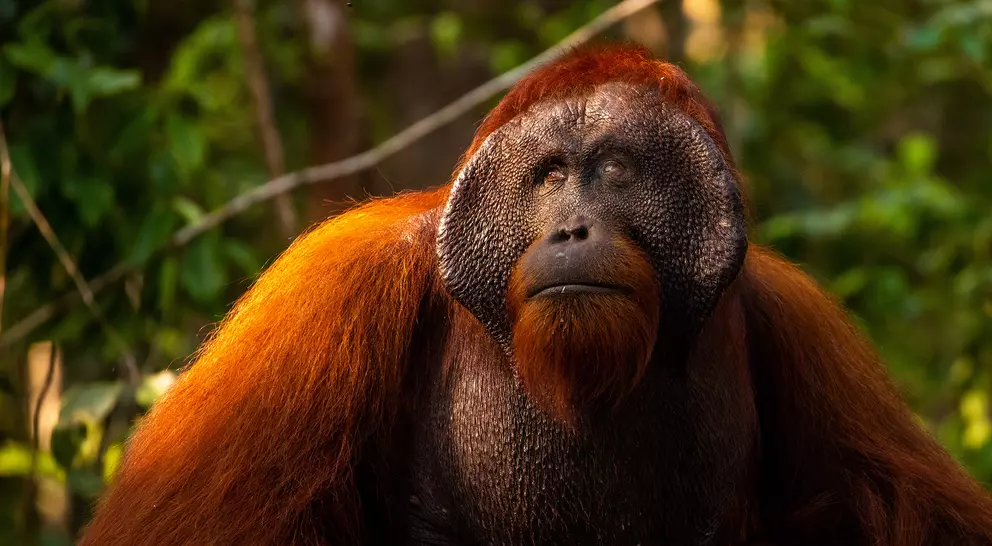 Alpha Male Orangutan