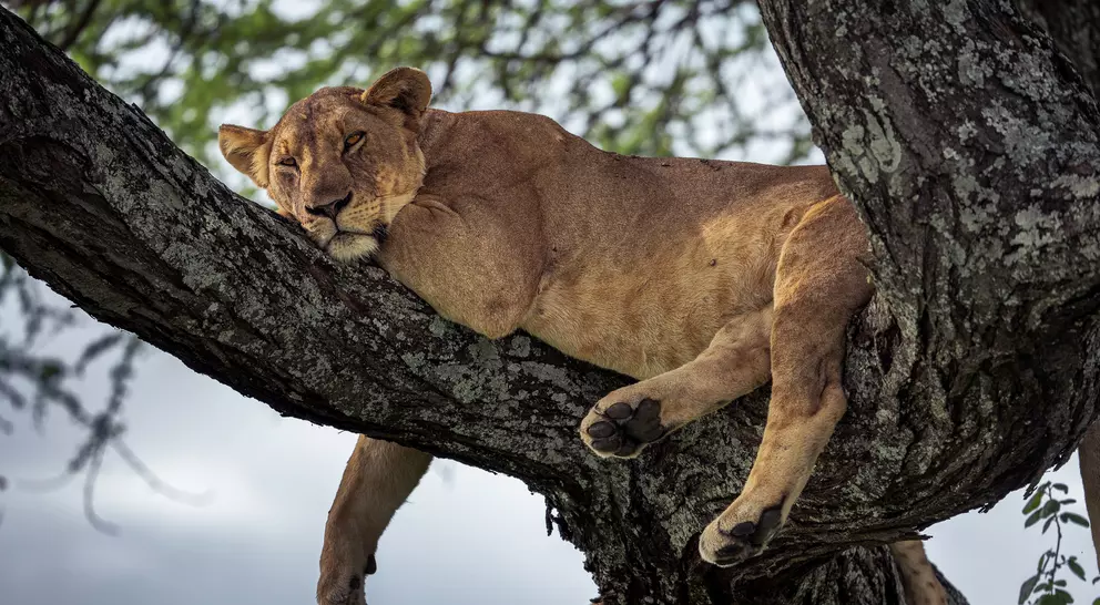 Tarangire National Park
