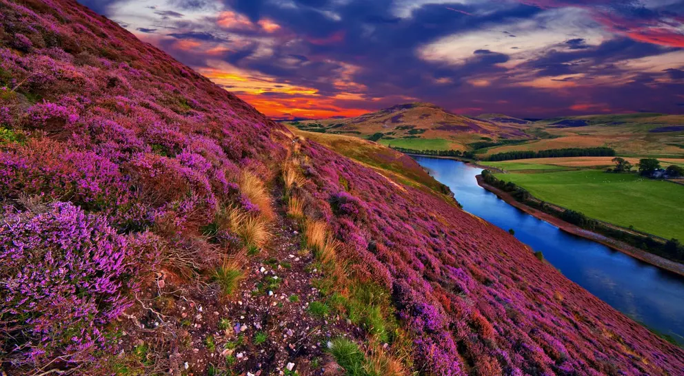 Vivid colorful landscape scenery with a footpath through the hill slope covered by violet heather flowers and green valley, river, mountains and cloudy blue sky on background