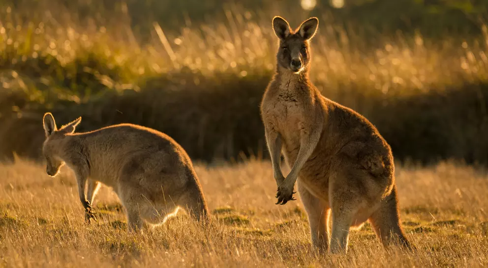 Kangaroo in open field during a golden sunset