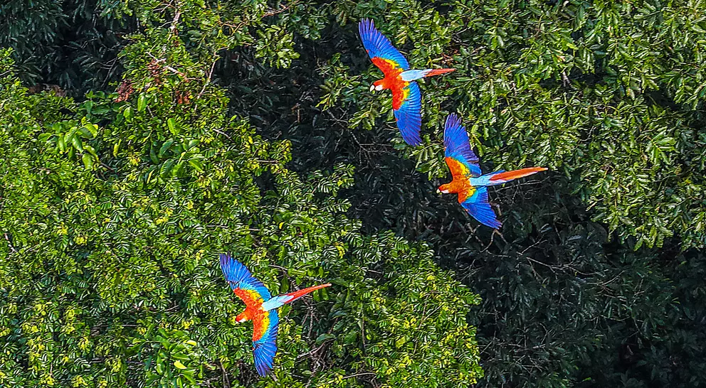 Drone view above three Macawa birds in the Amazon Rainforest, state of Acre, Brazil