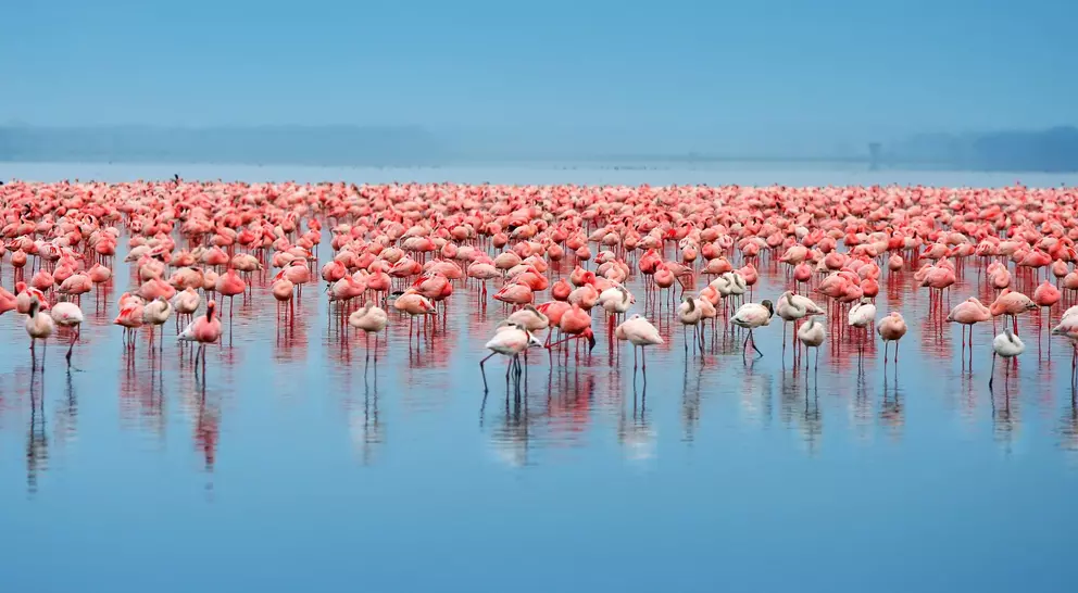 Flock of flamingos standing in the lake