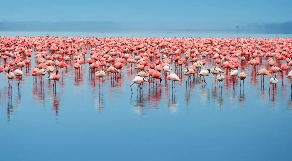 Flock of flamingos standing in the lake