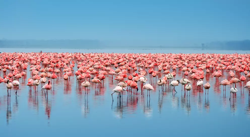 Flock of flamingos standing in the lake
