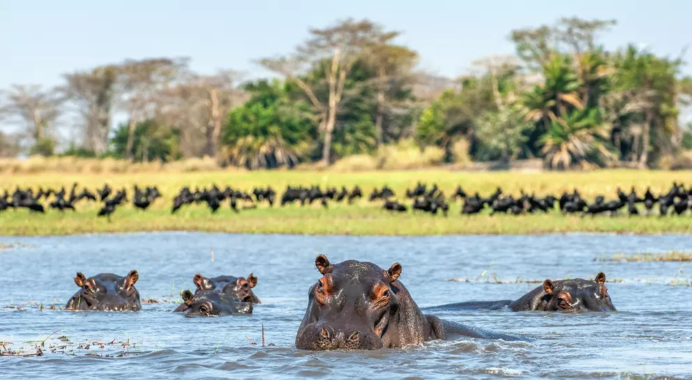 A group of hippos swimming in a river, with lush green trees and a flock of birds in the background.