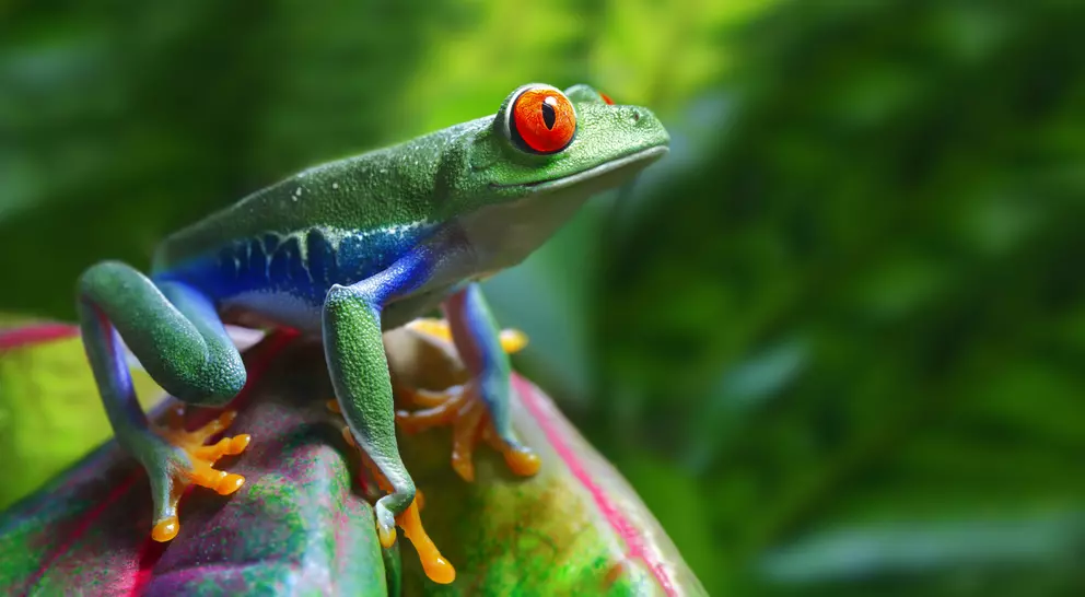 A vibrant green tree frog with red eyes sits on a colorful leaf, surrounded by lush greenery.
