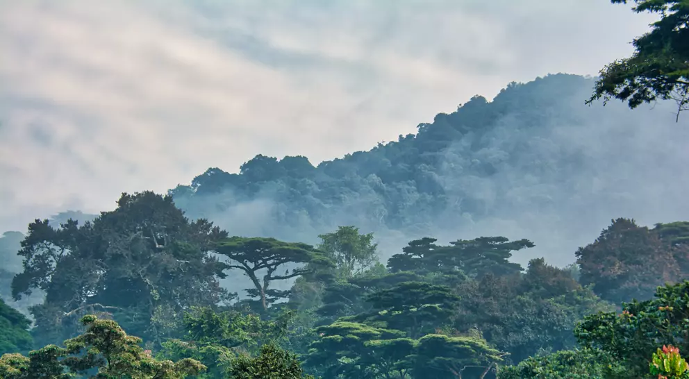 Lush green canopy surrounded by morning mist