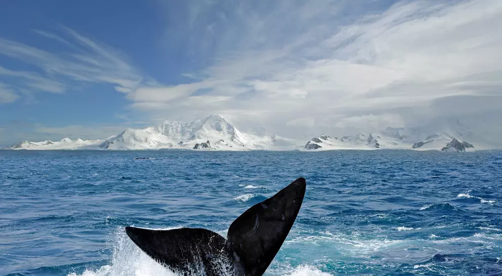 Whale tail in Antarctica 